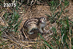 Spermophilus tridecemlineatus